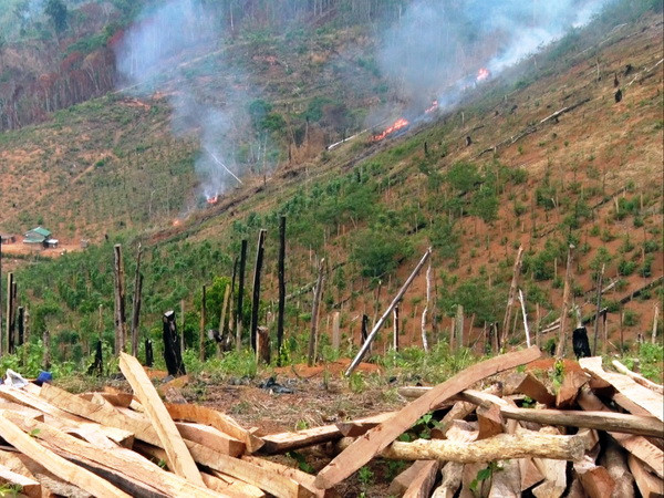 Khởi tố 4 bị can phá rừng thuê với quy mô lớn tại Lâm Đồng ảnh 1