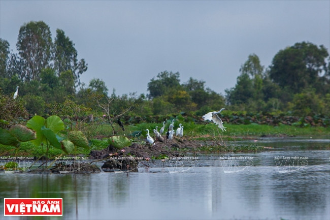Khu Ramsar Láng Sen: Trải nghiệm khó quên với du khách ảnh 4