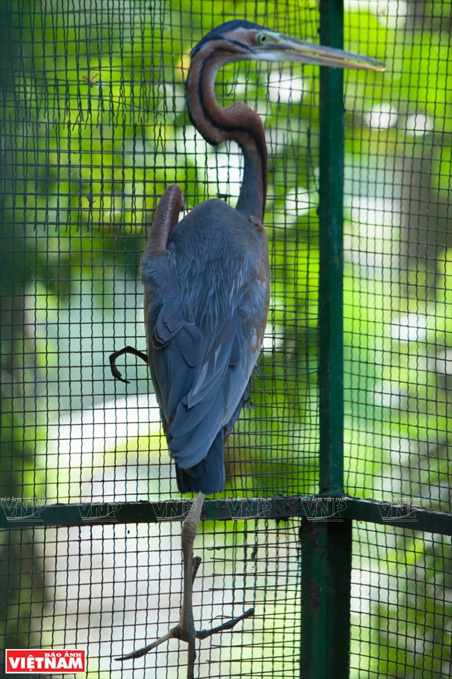 Khu Ramsar Láng Sen: Trải nghiệm khó quên với du khách ảnh 8