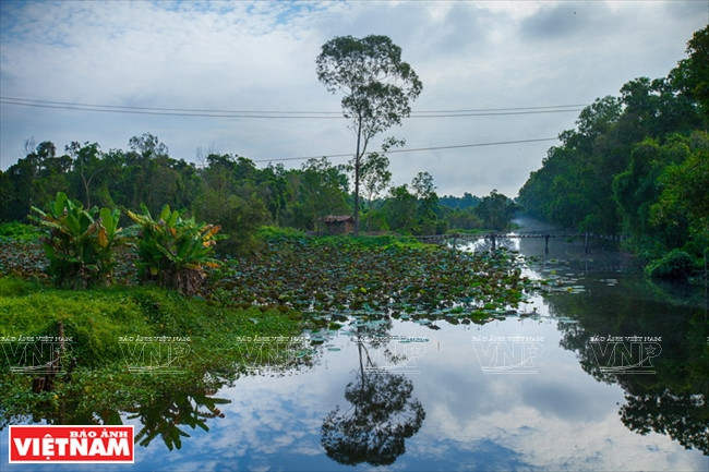 Khu Ramsar Láng Sen: Trải nghiệm khó quên với du khách ảnh 5