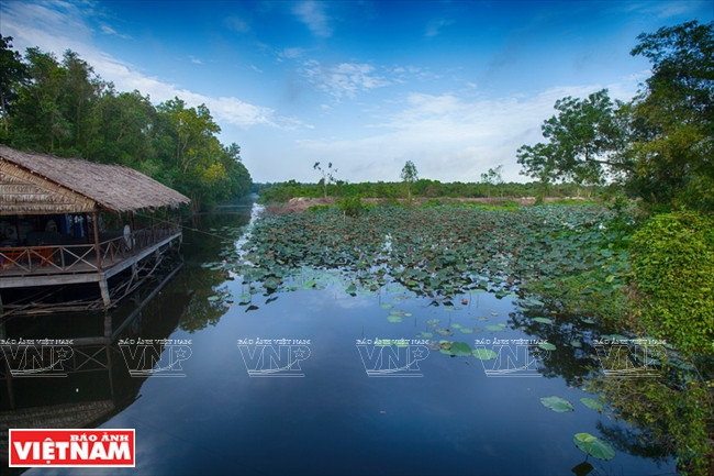 Khu Ramsar Láng Sen: Trải nghiệm khó quên với du khách ảnh 6