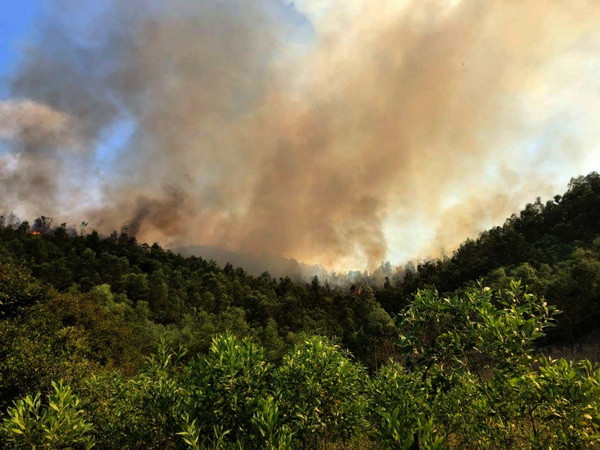 Thanh Hóa: Cháy lớn thiêu rụi gần 10ha rừng trồng ở xã Châu Lộc ảnh 1