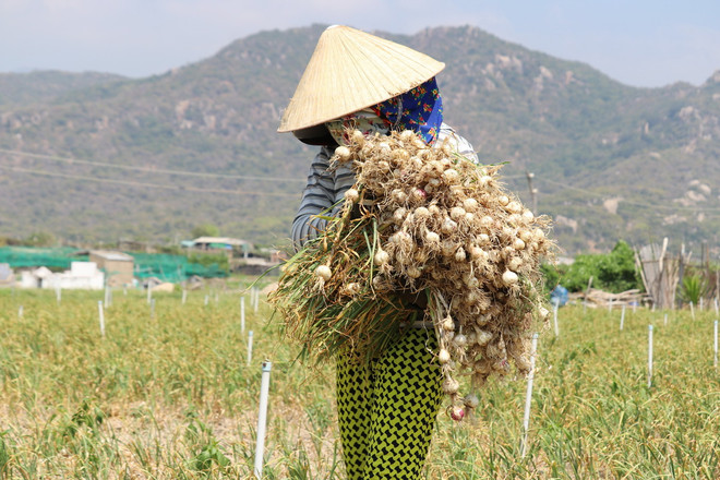 thu hoach toi Ninh thuan.jpg