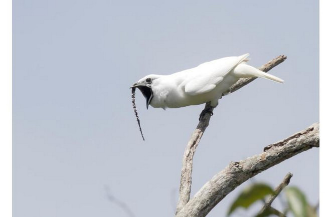 Những chú chim Chuông trắng sẽ hét chói tai để quyến rũ bạn tình. (Nguồn: Anselmo d'Affonseca). White-Bellbird-Loudest-Animals-World-Sound.jpg