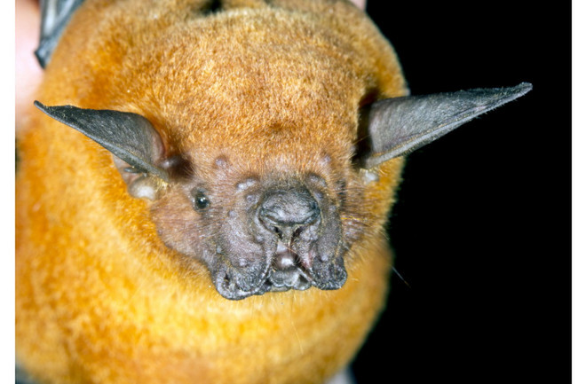 Âm thanh siêu âm của loài dơi Bulldog có thể đạt tới 140 decibel. (Nguồn: Shutterstock) Bulldog-Bat-Loudest-Animals-World-Sound.jpg