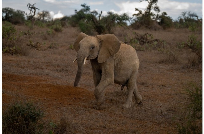 Voi châu Phi. (Nguồn: Shutterstock) African-Elephant-Loudest-Animals-World-Sound.jpg