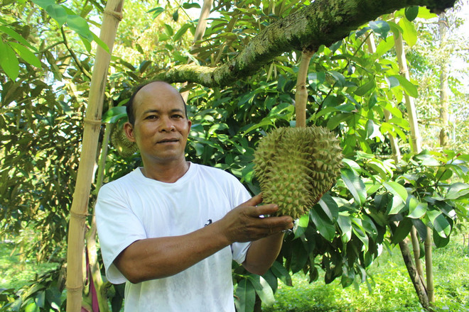 ttxvn sau rieng Khanh Son2.jpg