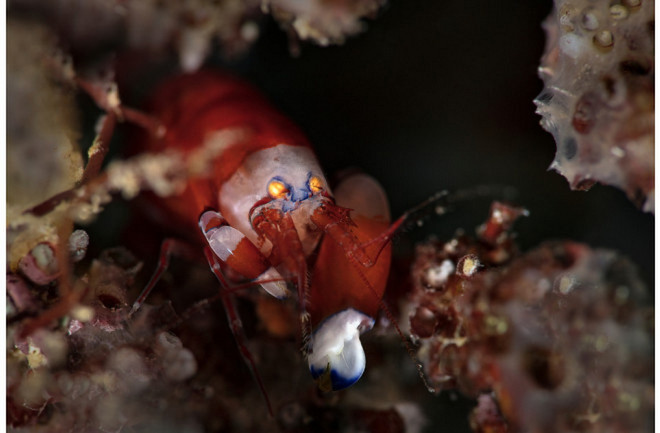 Tôm Súng lục. (Nguồn: Shutterstock) Snapping-Shrimp-Loudest-Animals-World-Sound.jpg