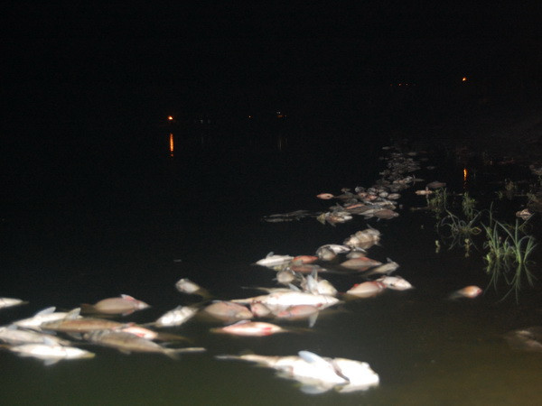 Cá chết hàng loạt trên suối Ru chảy ra thượng nguồn sông Sài Gòn ảnh 1