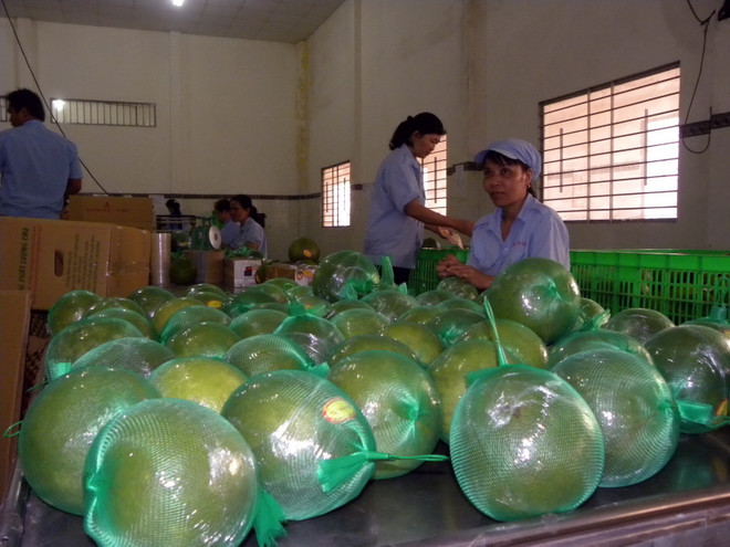 Bưởi da xanh Sông Xoài được nhận chứng nhận VietGAP ảnh 1