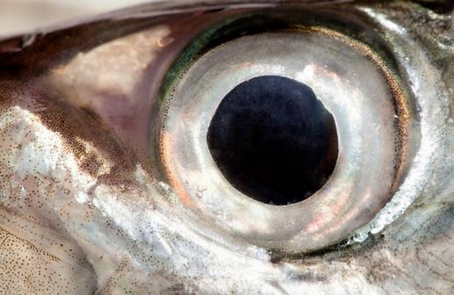 Nghiên cứu về mắt cá mở ra cách chữa sỏi thận, bệnh gút ảnh 1