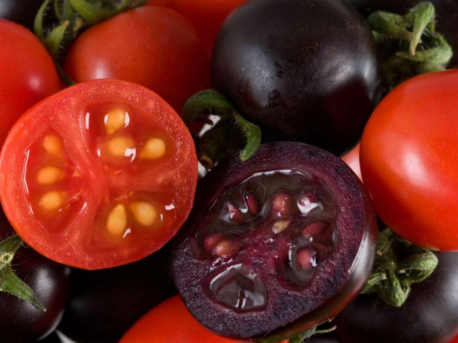 Phát triển giống cà chua tím biến đổi gene giàu anthocyanin ảnh 1