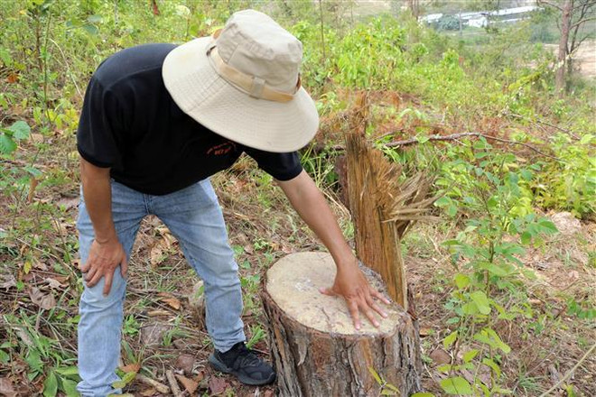 Lâm Đồng: Lâm tặc phá rừng ngay cạnh trụ sở Ủy ban Nhân dân xã ảnh 1