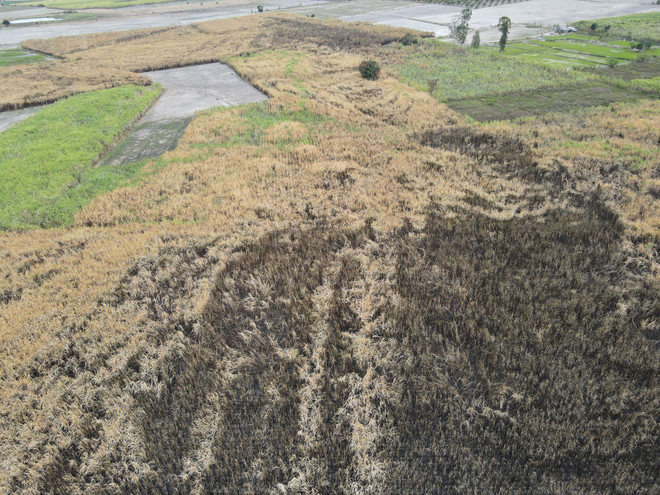 Gia Lai: Vùng nguyên liệu mía liên tiếp cháy lớn bất thường ảnh 2