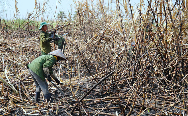 Gia Lai: Vùng nguyên liệu mía liên tiếp cháy lớn bất thường ảnh 1