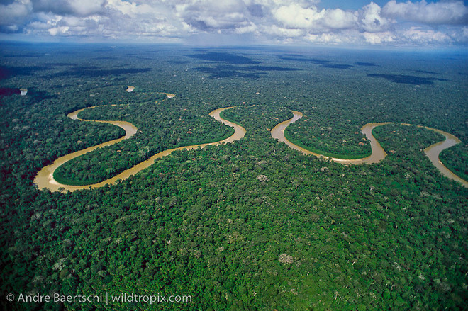 Cần 300 năm để hoàn thành thống kê thực vật rừng Amazon ảnh 1