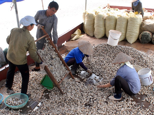 Nam Định: Ngao sạch Giao Thủy đang lấy lại thị trường ảnh 1