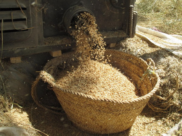 Indonesia có thể tự cung tự cấp gạo vào năm 2014 ảnh 1