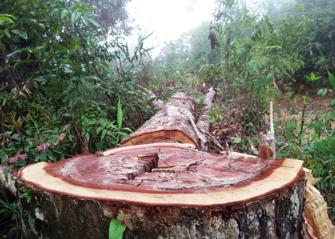 Đột kích sào huyệt phá rừng được coi là 'an toàn nhất Tây Nguyên' ảnh 1