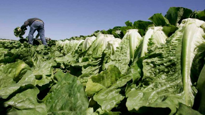 Canada bùng phát dịch do nhiễm khuẩn E.coli từ rau diếp đảo Kos ảnh 1
