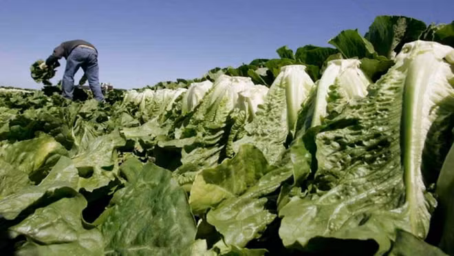 Canada bùng phát dịch do nhiễm khuẩn E.coli từ rau diếp đảo Kos ảnh 1