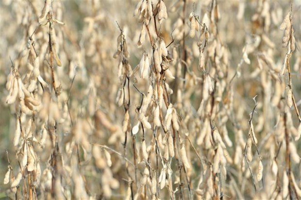 Trung Quốc hạn chế nhập khẩu một số mặt hàng nông sản của Mỹ ảnh 1