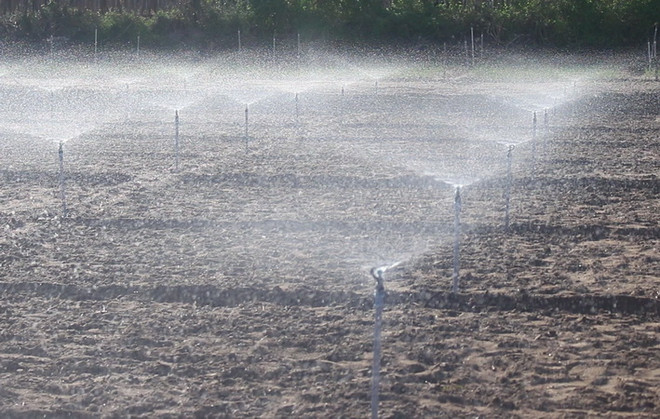 Ninh Thuận: Cây trái xanh mướt mùa khô hạn nhờ hệ thống tưới tự động ảnh 1