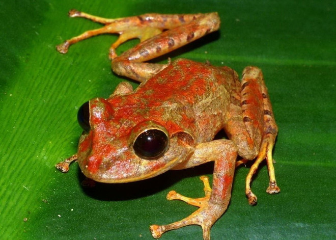 Loài ếch mới ở Panama được đặt tên là “Greta Thunberg” ảnh 1