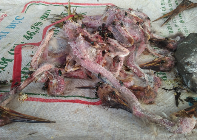 Đặc vụ xóa sổ 'địa ngục chim trời': Cuộc chiến không khoan nhượng ảnh 1