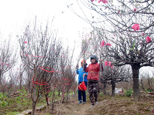 Thời tiết nắng đẹp trên cả nước trong ba ngày Tết Nguyên đán ảnh 1