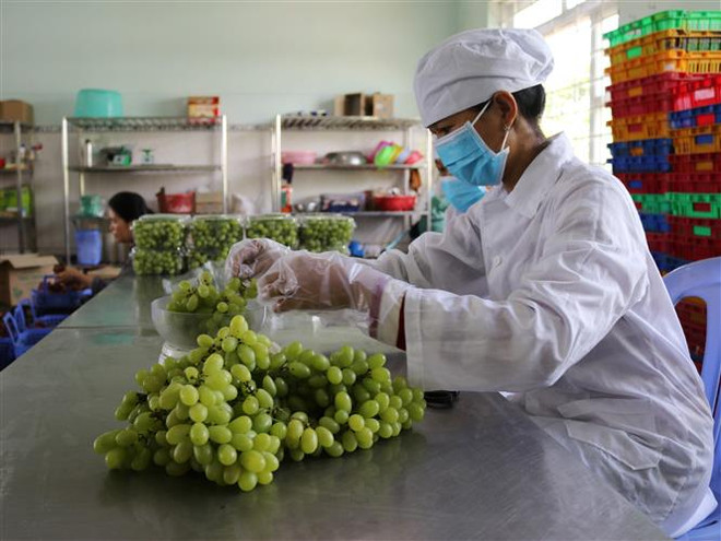 Việt Nam dự hội thảo về vai trò của RCEP đối với nền kinh tế số châu Á ảnh 1