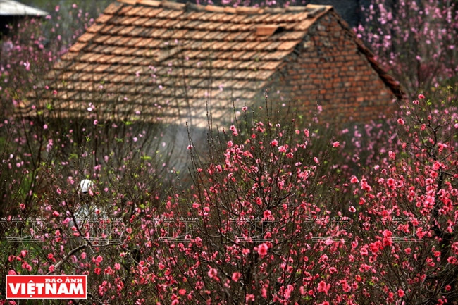 Sản vật Tết - thú ăn, chơi tao nhã của người Việt các vùng miền ảnh 2