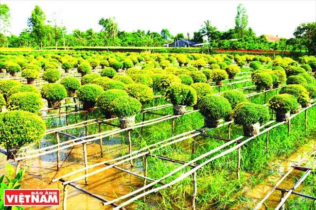 Sản vật Tết - thú ăn, chơi tao nhã của người Việt các vùng miền ảnh 5