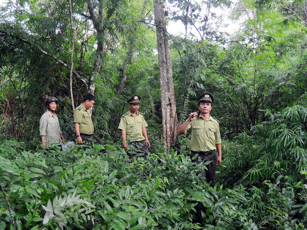 Tỉnh Tuyên Quang hoàn thành kế hoạch trồng 13.800ha rừng ảnh 1