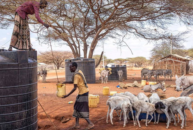FAO kêu gọi 130 triệu USD nhằm giúp Đông Phi ứng phó hạn hán ảnh 1