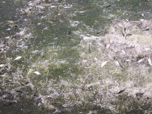 Trà Vinh: Giá cá lóc tăng, người nuôi lãi 3.000-4.000 đồng/kg ảnh 1