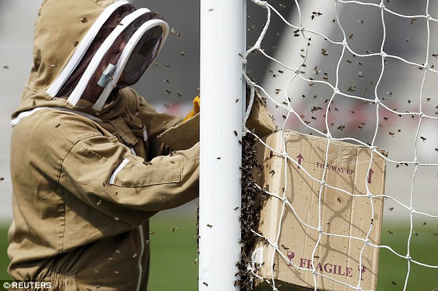 Đàn ong gây hỗn loạn khi định làm tổ tại sân vận động bóng đá ảnh 1