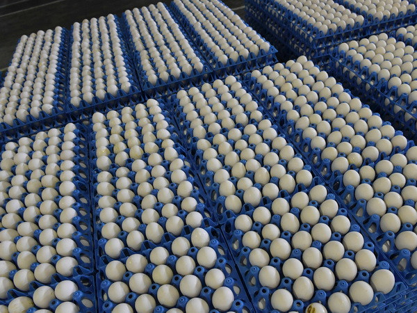 EU lên kế hoạch quản lý khủng hoảng sau vụ bê bối trứng bẩn ảnh 1