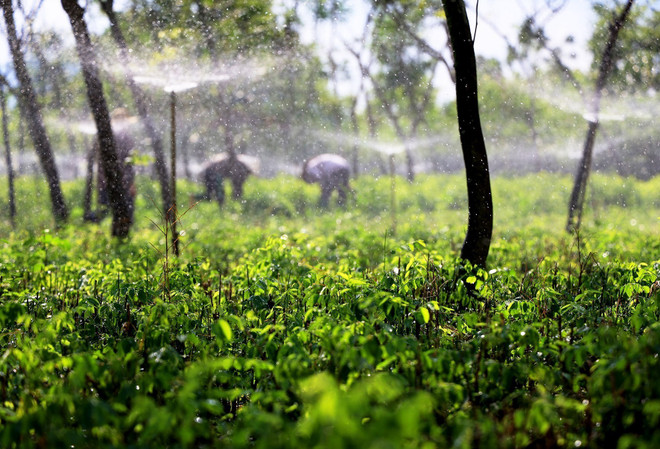 Đồng Nai vươn lên xây dựng nông thôn mới kiểu mẫu: Thành tích khích lệ ảnh 1