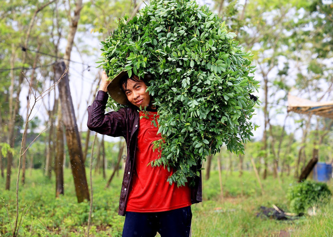 Đồng Nai vươn lên xây dựng nông thôn mới kiểu mẫu: Thành tích khích lệ ảnh 2