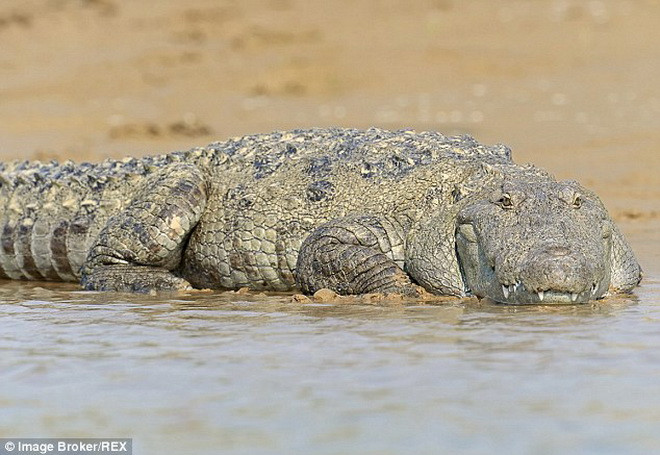 Bà mẹ dùng gậy để giải cứu cô con gái bị cá sấu hung dữ cắn ảnh 1