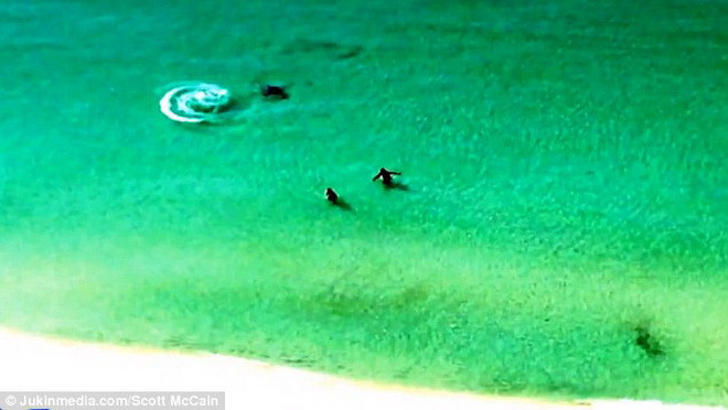 [Video] Cá mập đầu búa truy sát hai du khách đang bơi gần bờ ảnh 1