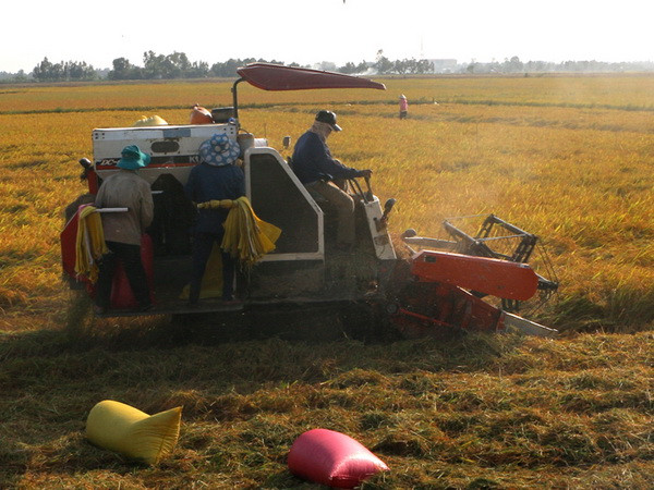 Xuất hiện cơn mưa “vàng” giúp giảm hạn, mặn ở Hậu Giang ảnh 1