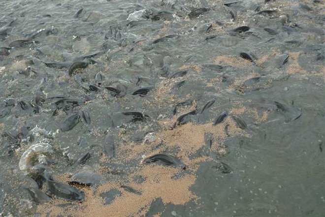 Khởi nghiệp thành công với mô hình tạo 'sông trong ao' ảnh 1