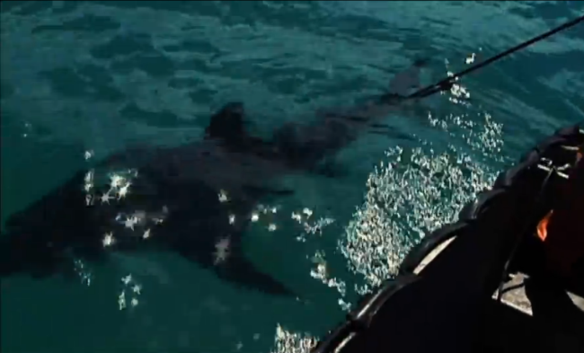 Sinh vật bí ẩn ăn thịt con cá mập trắng khổng lồ đã "lộ diện"? ảnh 2