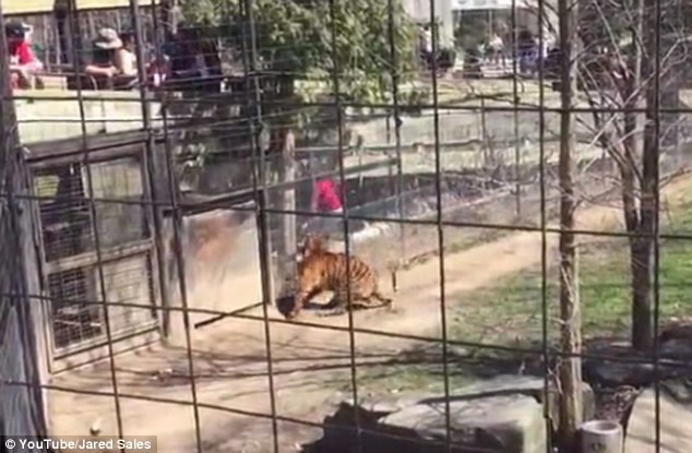 Người phụ nữ liều mạng nhảy vào gần chuồng hổ để lấy mũ ảnh 1