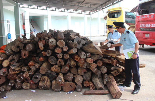 Tang vật gỗ trắc trái phép bị thu giữ. Ảnh minh họa. (Nguồn: TTXVN) Quảng Nam: Bắt giữ xe tải chở hơn 2 tấn gỗ trắc không rõ nguồn gốc ảnh 1