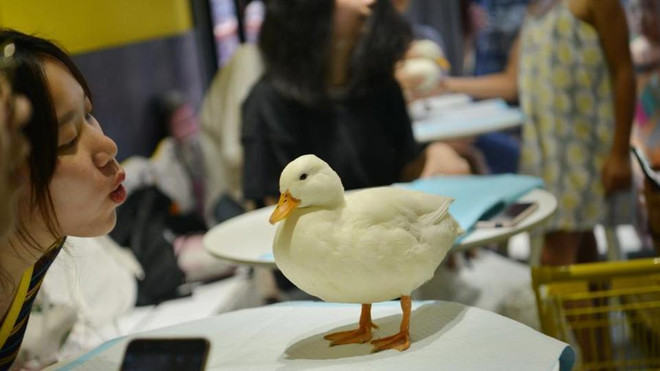 Du khách thích thú với quán càphê 'vịt cảnh' tại Trung Quốc ảnh 1