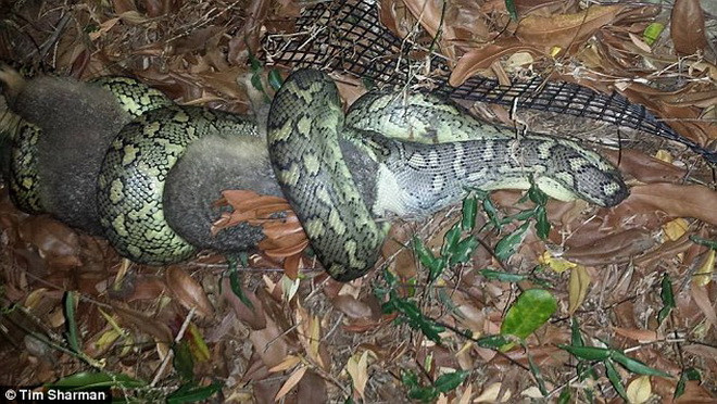 Rắn siết chết con mồi tội nghiệp trong 4 tiếng rồi bất ngờ bỏ đi ảnh 1