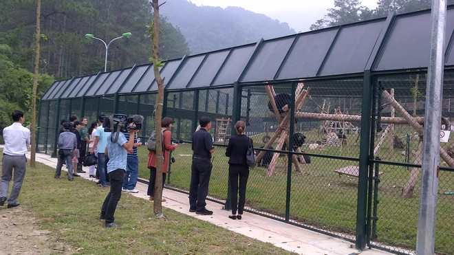 Khánh thành "ngôi nhà gấu" lớn nhất Việt Nam ở Tam Đảo ảnh 2